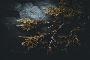 Dried branches on dark stone