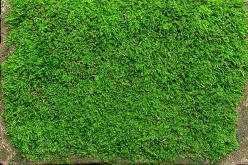 Close-up of lush green moss covering a stone surface