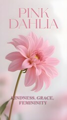 Phone Wallpaper Series : Flower Language - Pink Dahlia, means : Kindness, Grace, Femininity 006