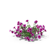 Purple Petunia Flowering Plant Isolated on Transparent Background