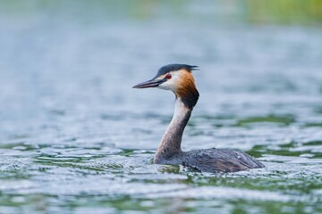 Great crested grebe is swimming in the water (Podiceps cristatus) water fowl in the nature habitat. Wildlife scene from nature.