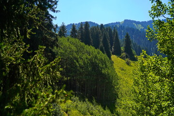 Ile-Alatau National Park. A mountain gorge with different vegetation.