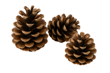 Three natural brown pine cones isolated on a transparent background, perfect for Christmas decoration, winter crafts, holiday ornaments, rustic design, eco-friendly decor, and seasonal nature projects