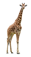 Fototapeta premium Adult majestic giraffe with unique brown patches, long neck, and ossicones, standing tall on a transparent studio background with copy space, looking at viewer. Corporate leadership concept