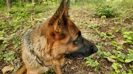 A German Shepherd dog walking through a lush green forest trail in the morning sunlight. Captures the essence of adventure, exploration, and a pet enjoying nature.