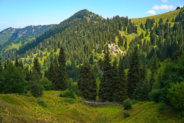 Ile-Alatau National Park. A mountain gorge with different vegetation.