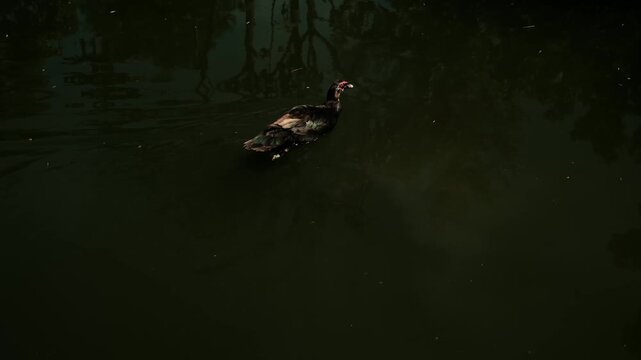 Muscovy duck with red caruncles swims across dark green water at Belgrade Zoo, Serbia. Minimal composition with ripples and reflections. Horizontal 4k footage
