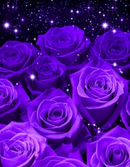 Vibrant purple roses, starry background