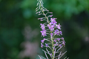 Chamaenerion angustifolium or Epilobium angustifolium, or Koporye tea - anti-inflammatory medicinal plant.