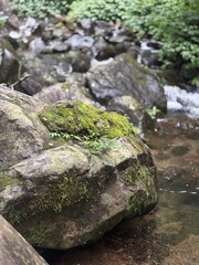 small stream in the forest