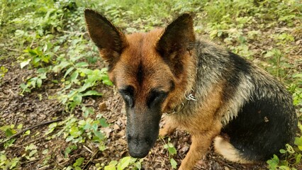 A German Shepherd dog walking through a lush green forest trail in the morning sunlight. Captures the essence of adventure, exploration, and a pet enjoying nature.
