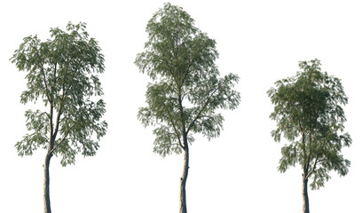 Set of Callistemon viminalis (commonly known as Weeping Bottlebrush) frontal set street trees isolated png on a transparent background perfectly cutout