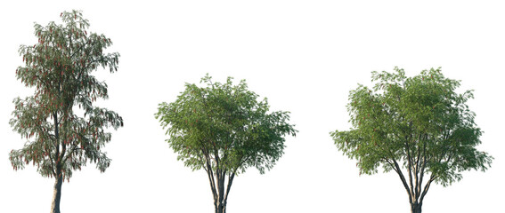 Set of Callistemon viminalis (commonly known as Weeping Bottlebrush) frontal set street trees isolated png on a transparent background perfectly cutout © Viktoria