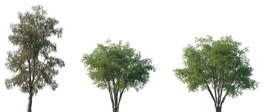 Set of Callistemon viminalis (commonly known as Weeping Bottlebrush) frontal set street trees isolated png on a transparent background perfectly cutout