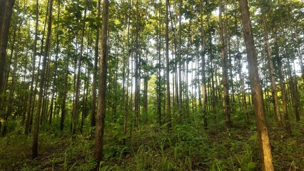 A natural teak forest in Thailand with tall, straight trees and lush green undergrowth. A small...