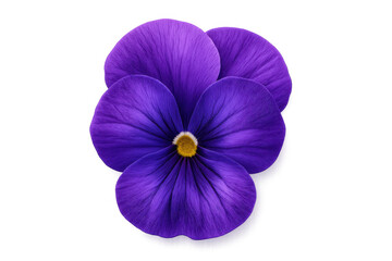 Vivid purple pansy flower blooming, highlighting soft petal layers against transparent background