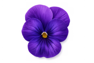 Vivid purple pansy flower blooming, highlighting soft petal layers against transparent background