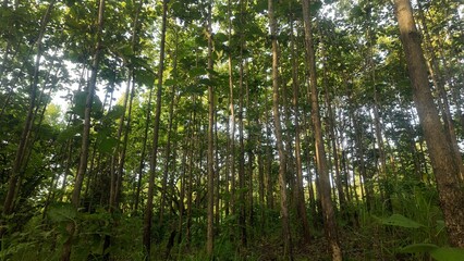 A natural teak forest in Thailand with tall, straight trees and lush green undergrowth. A small...