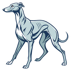 Elegant greyhound dog illustration isolated on white background
