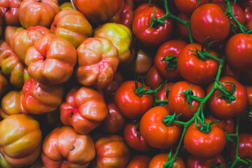 Dos tipos de tomate en el mercado. Tomate en rama. Verano, tiempo de verdura buena. 