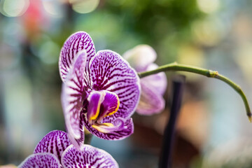 Flor lila y blanca de orqu&iacute;dea. Belleza de la naturaleza. Flor delicada.