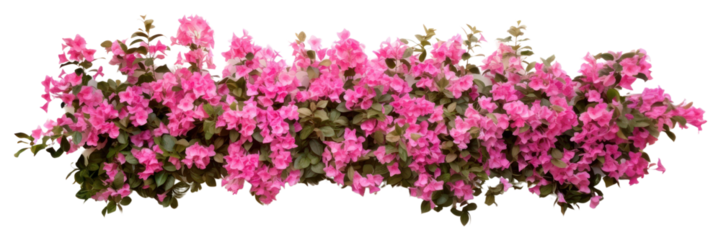 PNG Flower hedge wall geranium blossom purple.