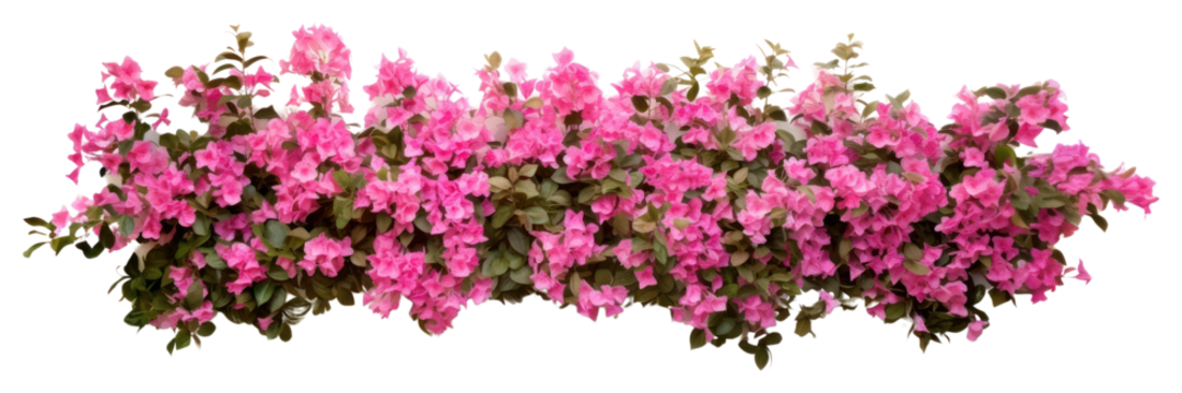 PNG Flower hedge wall geranium blossom purple.