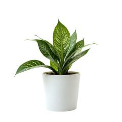 a single beautiful potted plant isolated on a transparent background