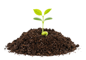 Vibrant green seedling with two young leaves, visible roots in dark nutrient-rich soil, on transparent studio background. Concept of sustainable growth and new beginnings
