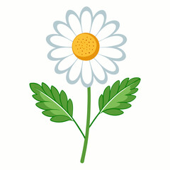  feverfew flower  vector  on white-background