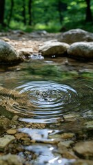 Ripples in a Forest Stream