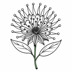  pincushion flower line art vector illustration isolated  on white-background