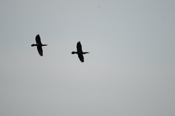 Silhouette of Two cormorant birds flying in the sky with wings fully spread. Against a plain background.