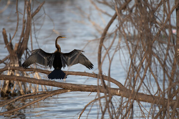 An oriental darter, also known as an Indian darter or snakebird, perched on a dry tree branch with...