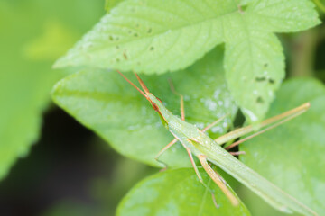 ショウリョウバッタ
