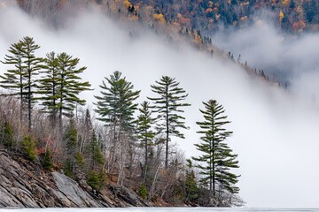 Misty mountain landscape with trees and rocks