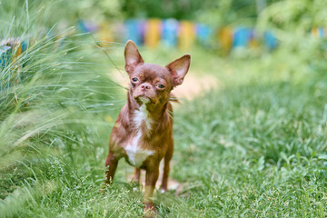 Small brown chihuahua stands alert on lush grassy path. Sunlight bathes garden, highlighting colorful blurred background. Focus on dogs curious expression © TRAVELARIUM