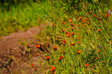 Wildflowers in a gorge, in a mountainous area.