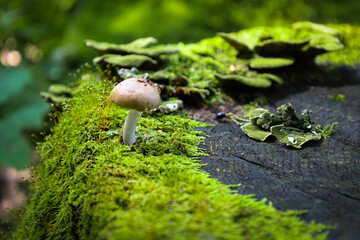 A vibrant mushroom with a white stem and a light cap grows on an old stump covered in rich green moss and tinder fungi. This is a perfect illustration of the biodiversity of forest life and natural ha