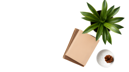 A clean, minimalist flat-lay with a plant and some books