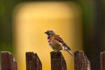 A wet common linnet bird sits on a fence
