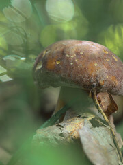 An appetizing porcini mushroom peeking out from under leaves, surrounded by forest greenery. This find symbolizes a generous harvest, the joy of quiet hunting, and the beauty of autumn nature.