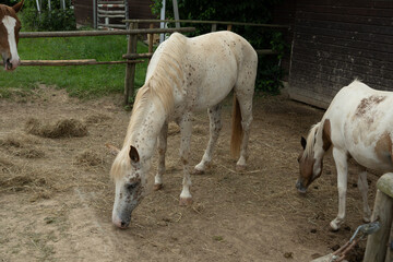 pferd tier natur bauernhof