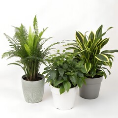office plants