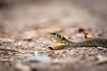 Close-up of a grass snake on the ground