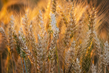A close-up of ears of grain illuminated by the evening sun