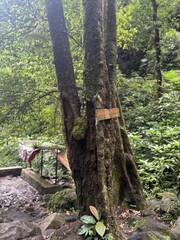 hiking trail in the woods
