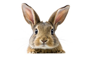 Adorable baby rabbit or bunny with long ears and big eyes, peeking out, isolated on transparent background