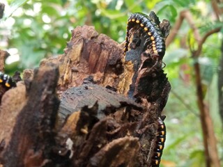 Millipede on textured decomposing wood, symbolizing life cycles, wilderness, and organic decay.