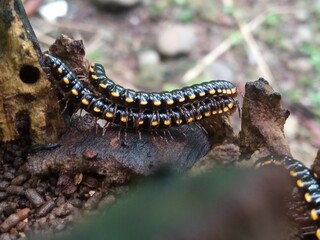 Close-up of a millipede crawling on decaying wood in a tropical forest, showcasing nature’s decomposition process.
